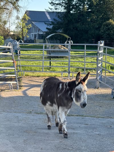 A small, brown and white donkey stands prominently in an outdoor, rural setting in Olingen, Luxembourg. The donkey has a distinct white face with a dark muzzle and large, upright ears, looking towards the upper right of the frame. Its body is covered in patches of dark brown and white fur. It stands on a paved or concrete surface, which shows long shadows, indicating either early morning or late afternoon sunlight on a clear day.
Behind the donkey, a metal livestock fence separates the paved area from a lush green grassy field. In the mid-ground, beyond the fence, another animal, possibly another donkey, is partially visible. The background features a large agricultural building or barn with a grey corrugated metal roof and light-colored siding, partially obscured by dense green trees and some bare-branched trees. The overall scene depicts a peaceful farm environment under bright, natural light. No text is visible in the image.
