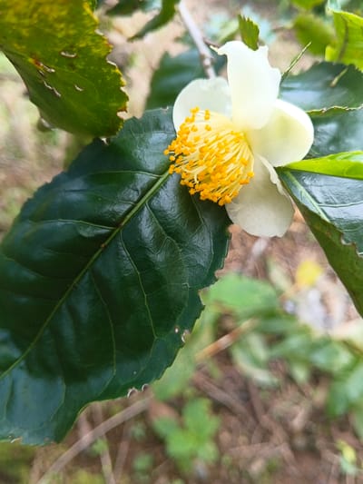 A close-up highlights a single white camellia flower with a dense cluster of bright yellow stamens. The flower emerges from a dark green, glossy leaf with slightly jagged edges, positioned prominently in the foreground. Additional leaves, some showing signs of insect damage, frame the flower. A blurry background of foliage and ground hints at a natural outdoor setting.