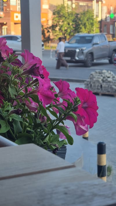 In Megion, Russia, a close-up view captures a cluster of vibrant pink petunias in the foreground, their petals unfurling amidst lush green foliage. To the left, a light-colored wooden railing partially obscures the scene, while a ribbed planter holds the blooming flowers. In the mid-ground, a person, dressed in a white shirt and dark trousers, walks away from the camera, their form slightly blurred. Behind them, a grey pickup truck is parked, its front grille and headlights visible. The background reveals buildings with orange and white facades, along with a dense green tree. A striped bollard, black and yellow, stands to the right, its base disappearing into the grey pavement. The overall lighting suggests it is daytime.