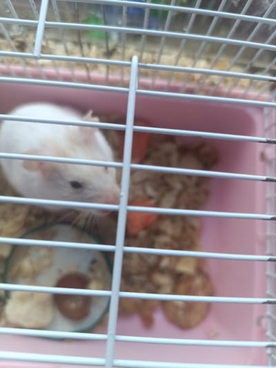 A white and tan hamster is viewed through the bars of a white wire cage with a pink plastic base, suggesting it is an indoor pet. The hamster is positioned in the left half of the frame, facing towards the right. Its head is turned slightly towards the viewer, revealing its dark eye and pink nose. The hamster's fur appears short and fluffy. Its body is mostly white with some tan patches on its back and head. It is lying down or resting, with its paws not clearly visible. Behind the hamster, the cage bedding consists of light-colored wood shavings. A small, circular green dish with a brown object inside, possibly food or water, is partially visible beneath the hamster. The overall environment appears to be domestic. There is no indication of a specific location in Novonikolayevskiy, Russia, or any other city. The image is a close-up shot, focusing on the hamster and its immediate surroundings within the cage.