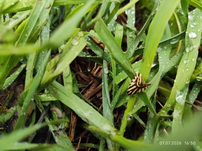 A close-up shot of green grass, wet with dew or rain, shows a small insect with black and yellow striped wings perched on a blade of grass. The grass is lush and appears to have recently been rained on, as evident from the numerous water droplets clinging to the blades. The background is blurred, with hints of dry grass or twigs beneath the green blades. A timestamp in the lower right corner reads "07.07.2026 16:50". The image does not contain any discernible landmarks or context that would place it specifically in Konovalovo, Russia.