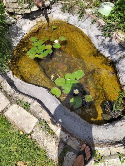 This image depicts an outdoor scene of a small, irregularly shaped pond with lily pads and one white water lily in bloom. The pond is surrounded by stones and gravel, with green grass and other vegetation visible around its edges. In the background, a decorative ceramic jug is positioned on a rock wall, with a thin pipe extending from it into the pond, suggesting it serves as a water feature. A light green bowl sits on the ground near the edge of the pond on the right. The lighting suggests it is a sunny day, casting shadows from the surrounding foliage onto the pond and its edge. A person's bare foot wearing a black flip-flop is visible in the lower right corner, stepping on flagstone pavers adjacent to the pond. The presence of a person's foot suggests a residential or garden setting. The image is taken from a high-angle perspective, looking down into the pond. There is no specific visual information in the image to indicate a location in the city of Yuzhnyy, Russia.