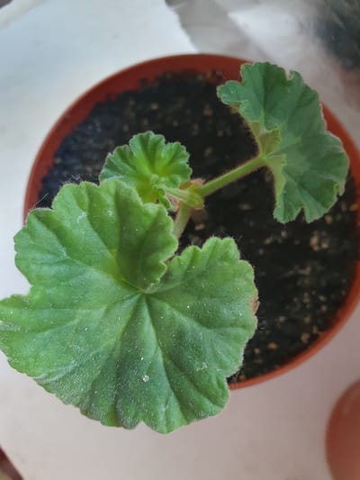 The image shows a close-up, top-down view of a small, green potted plant. The plant appears to be a seedling with several fuzzy, lobed leaves. The leaves are a vibrant green and have serrated edges. The stem is also green and slightly fuzzy. The plant is in a round, terracotta-colored pot filled with dark soil. Some small white specks are visible on the leaves and in the soil. The pot is placed on a light-colored surface, possibly a windowsill, with a blurry background. The lighting suggests it is daytime. The overall scene is simple and focuses on the plant's growth. There is no visible text in the image. The location context is Dubossary, Moldova.
