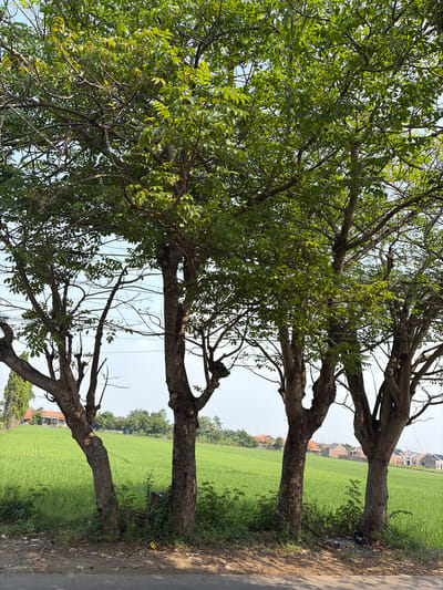 The image displays a rural scene in Denasri Kulon, Indonesia, dominated by lush green rice fields that stretch towards a cluster of houses. The foreground features a paved road and the lower trunks of three large trees. The trees' branches, laden with dense green foliage, extend upwards and partially obscure the view of the sky and the distant houses. The lighting suggests it is daytime, with bright, clear conditions. The scene evokes a sense of tranquility and a typical agrarian landscape. There is no visible text in the image.