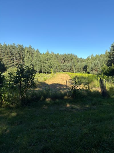 A wide-angle outdoor shot depicts a sunlit field bordered by a dense forest and a clear blue sky. In the foreground, lush green grass with dappled sunlight covers the ground. A young tree with dark green leaves stands to the left of the frame, casting a shadow. A wire fence runs through the middle ground, separating the grassy area from a patch of dry, light brown earth and a field of tall, green vegetation. The background is dominated by a thick forest composed of coniferous and deciduous trees. The light suggests it is either early morning or late afternoon. The scene is serene and natural, with no people or animals visible. The location appears to be rural, consistent with the Кліноцкі сельскі Савет region of Belarus.
