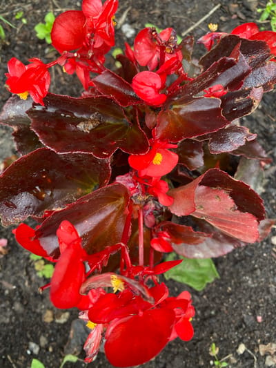 A close-up, high-angle shot captures a vibrant cluster of red begonia flowers and their dark, glossy leaves. The flowers, with their delicate petals and bright yellow centers, are in various stages of bloom. The leaves, a deep reddish-brown, are wet, suggesting recent rain or watering. The background consists of dark, earthy soil with a few small green seedlings and scattered pebbles. The image was taken outdoors, in a garden setting.