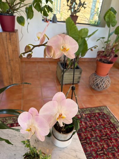 The scene depicts an indoor environment, likely a sunroom or well-lit living space, dominated by numerous potted plants. In the foreground, a Phalaenopsis orchid displays five light pink blooms, each with a distinctive yellow and orange center. The orchid is supported by dark stakes and clips, with two additional unopened buds visible on its stem. It rests on a white surface with grey veining, resembling marble. A small, variegated green plant in a brown pot is partially visible next to the orchid.
The floor is covered with square, terracotta-colored ceramic tiles. In the midground, to the left, a large plant with broad green leaves is contained within a dark wooden planter box. To the right, another plant in an orange terracotta-colored pot is elevated, resting on a spherical object wrapped entirely in thick, light-colored twine or rope. A segment of a red rug with an intricate green and black patterned design is visible on the tiled floor in the lower right.
The background features several more potted plants, including a large-leafed plant in a red pot positioned on a wooden pedestal to the far left. A large window, the primary light source, illuminates the space, creating a bright, somewhat overexposed background. Elements on the windowsill, including a possible decorative item, are partially silhouetted. No individuals or specific actions are depicted. The exact location of Mauléon-d'Armagnac, France, cannot be determined from the visual evidence presented in the image.
