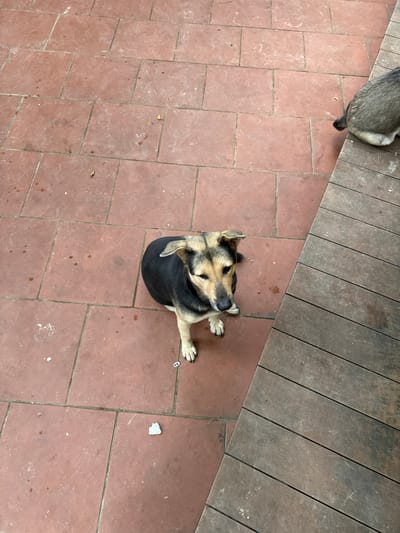 A medium-sized, short-haired dog with tan and black markings sits on a reddish-brown tiled floor. The dog is looking upwards and to its right. To the right of the dog, a wooden deck extends diagonally out of the frame. Another dog, only its hindquarters and tail are visible, is on the wooden deck. The tiled floor appears to be outdoors and has a few small white debris items scattered across it. The scene is set in Cổ Lũng Commune, Vietnam.