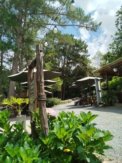 The image depicts an outdoor seating area at a cafe in Cam Ly, Da Lat, Vietnam. In the foreground, lush green hydrangeas are in bloom. Behind them, a rustic wooden post is adorned with thick rope and a sign. Several large, umbrella-covered tables are arranged on a gravel path, providing shade. In the mid-ground, a wooden structure with a thatched roof serves as a sheltered dining space, where a few patrons are seated at wooden tables. Towering pine trees and other greenery surround the cafe, creating a natural and tranquil atmosphere. The sky is partly cloudy, with patches of blue visible. String lights hang from the trees, suggesting the area is also used in the evening. The overall scene conveys a relaxed and inviting ambiance, characteristic of a cafe nestled in a natural setting.