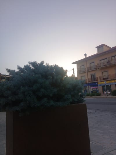 In Navaluenga, Spain, a medium-shot photograph captures a twilight scene on a street. The sky is a pale, hazy blue, with the sun low on the horizon, casting a soft glow. In the foreground, a large, dark brown rectangular planter contains a dense, blue-green evergreen tree. The tree's branches are thick and full, with a feathery texture.

Behind the planter, a three-story building with a light yellow facade stands. The building has several windows and balconies with dark metal railings. The ground floor features storefronts with signage, including one that reads "ELECTRO MISTICOS". A street and a sidewalk paved with grey bricks are visible in front of the building. Two individuals are seated on a bench on the sidewalk. The overall atmosphere is calm and serene, typical of an evening in a Spanish town.