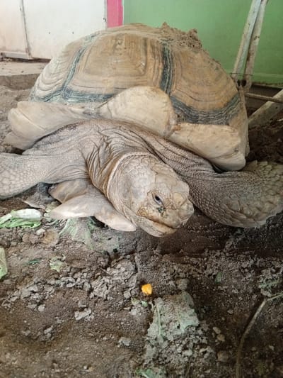 A close-up, eye-level shot captures a large tortoise resting on sandy soil in an enclosure. The tortoise's head, with its wrinkled, scaly skin and an open mouth, is positioned to the right, facing forward. Its eyes are visible, with a slight glint. The tortoise's legs are tucked beneath its body, and its large, textured shell dominates the background. Scattered around the tortoise are pieces of green leafy vegetables and a small, orange pellet. The ground is composed of dark, dry soil and sand, with some larger debris. In the background, out of focus, are hints of a green wall, a white structure, and some wooden supports. The lighting appears to be natural, casting subtle shadows. The setting suggests an outdoor or semi-outdoor habitat, possibly a zoo or sanctuary in Phước Hải, Vietnam.