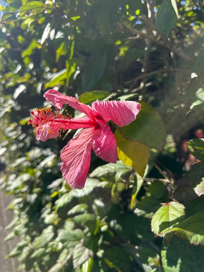 A close-up, side profile shot captures a vibrant pink hibiscus flower in full bloom, its petals slightly unfurled and its stamen prominent with delicate yellow pollen. The flower is positioned on the right side of the frame, against a backdrop of lush, green foliage, with some leaves in the background appearing slightly out of focus due to the shallow depth of field. Sunlight filters through the leaves, creating a dappled effect and highlighting the textures of the petals and foliage. The overall impression is one of natural beauty and vibrant color, suggesting a warm, sunny day in a garden or natural setting. The image appears to be taken outdoors, likely in an environment with abundant plant life.