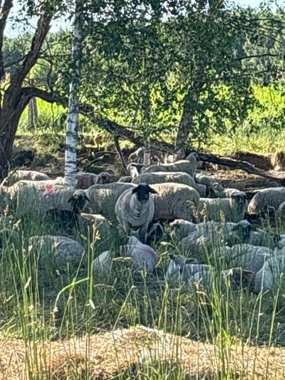 The image depicts a flock of sheep lying down in a grassy area. The sheep are mostly grey or white, with some showing red markings on their wool. They are clustered together, and some appear to be sleeping or resting. The scene is set outdoors, with lush green foliage and trees in the background, suggesting a rural or natural environment. Tall green grass is prominent in the foreground, partially obscuring the sheep. The lighting suggests it is daytime, likely sunny, as evidenced by the bright green of the vegetation and the highlights on the sheep's wool. The overall atmosphere is peaceful and serene, characteristic of a quiet moment in a pastoral setting. There are no people visible in the image. No text is present.