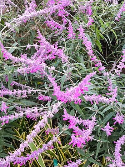 The image shows a dense bush of Mexican sage (Salvia leucantha) in bloom. The flowers are a pale lavender color with vibrant magenta details. The foliage is a muted green with a slight silvery sheen. Some variegated foliage is visible at the bottom left of the frame. The scene is likely located in Candikuning, Indonesia, based on provided location information.