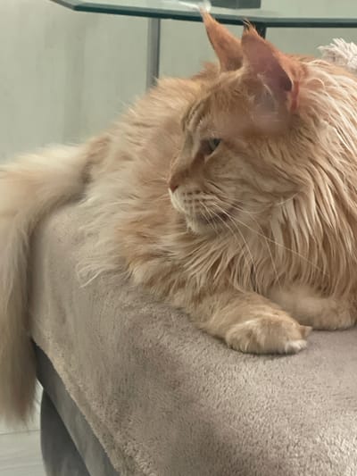 A long-haired, ginger Maine Coon cat is lying on a beige, fuzzy surface, possibly a sofa or bed. The cat is facing to the left, with its head turned slightly forward. Its fur is thick and fluffy, with darker tabby markings visible on its tail and head. The cat's ears are pointed and large, characteristic of the breed. The background is softly blurred, with a hint of a glass surface and a light-colored wall. The image appears to be taken indoors in a residential setting. There is no information in the image to indicate a location in the city of Rozsoshentsi, Ukraine.