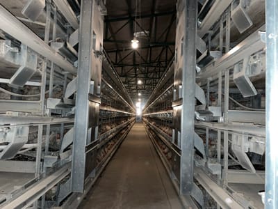 This image depicts the interior of a large-scale poultry farm in Shuyene Vosta, Afghanistan. The scene presents a long, central concrete aisle extending into the background, flanked on both sides by multi-tiered industrial metal cage systems. Each system consists of multiple levels, approximately three to four visible, containing numerous individual compartments. Within these compartments, numerous white chickens, identified as poultry, are visible, densely occupying the space. Integrated feeding troughs and watering lines with nipple drinkers are observable along the front of the cage tiers. An egg collection mechanism, likely a belt or tray system, is present below the cages, with several white eggs visible. Overhead, exposed incandescent light bulbs hang from a metal truss ceiling structure, providing artificial illumination to the dusty environment. No people are present, and no dynamic actions or interactions are depicted beyond the static occupation of the cages by the poultry.