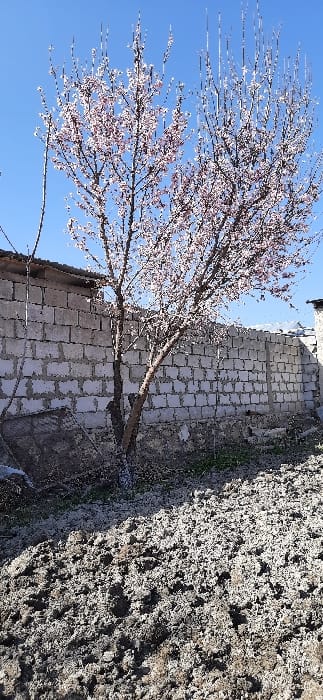The image displays an outdoor scene in Yangi-Khayat, Uzbekistan, under a clear blue sky. A deciduous tree, centrally located in the midground, is covered in light pink and white blossoms. Behind the tree, a weathered light gray concrete block wall extends horizontally. A dark corrugated roof structure is partially visible above the wall on the upper left. The immediate foreground consists of dark, unevenly tilled earth. Patches of lighter soil and sparse green vegetation are visible on the ground between the tree and the wall. No individuals or direct actions are depicted.