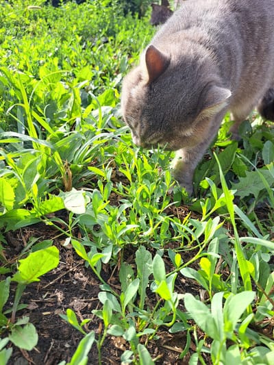 A grey cat with tabby markings is sniffing the ground in a patch of vibrant green grass and plants. The cat's head is lowered, focused on the vegetation. The ground appears to be dark soil with some scattered organic matter. The scene is lit by bright sunlight, casting shadows. The background consists of more lush greenery, suggesting an outdoor environment. The specific location is identified as Chernetsk, Russia.