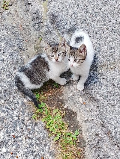 The image shows two young kittens on an asphalt surface. One kitten is predominantly white with patches of gray and black tabby markings on its head and tail. The other kitten has a more pronounced tabby pattern covering its back and sides, with white fur on its chest and legs. Both kittens are looking towards the camera with alert expressions. The asphalt ground is coarse and textured, with some scattered small pebbles and a few blades of green grass growing in patches. There is a subtle shadow cast on the ground, suggesting it is daytime. The scene is set in a general outdoor urban environment, with no specific landmarks visible to pinpoint its exact location within Rieti, Italy.