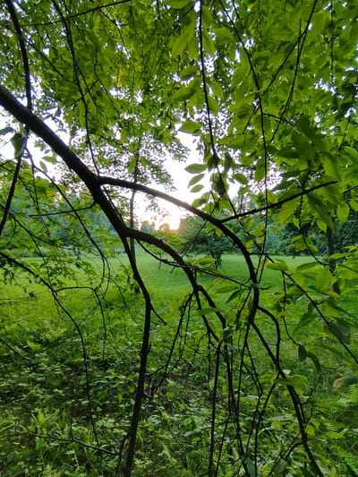 The image depicts a view through tree branches and lush green foliage looking out onto a grassy area with scattered trees. The sun is setting, casting a warm glow on the horizon, partially obscured by the trees and leaves. The foreground is filled with dark branches and vibrant green leaves, suggesting a natural, possibly wooded, environment. The background shows a manicured lawn and more trees, hinting at a park or a well-maintained outdoor space. There are no people or any identifiable man-made structures in the scene. The overall impression is one of a peaceful, natural setting at dusk. This scene is consistent with outdoor areas found in Zelenogorsk, Russia, a city known for its green spaces and proximity to nature.