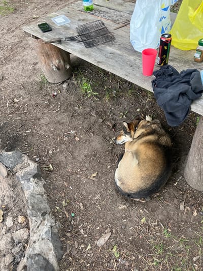 An outdoor scene depicts a rustic wooden picnic table and a sleeping dog. The table, constructed from rough-hewn logs and planks, is situated on a dirt ground covered with scattered leaves and twigs. On the table are various items: a black smartphone, a clear plastic food container, a metal barbecue grill basket, a red plastic cup, a can of "Orange" flavored beverage, a clear plastic bag, a yellow plastic bag, and a small jar with a green lid. A pile of black fabric, possibly clothing, rests on the right side of the table. Beneath the table, a medium-sized dog with brown and black fur is curled up asleep on the ground. To the left of the dog, a rough stone border is visible, suggesting a campfire pit or a garden edge. The overall environment appears to be a rural or park setting within the Вяззеўскі сельскі Савет, Belarus.