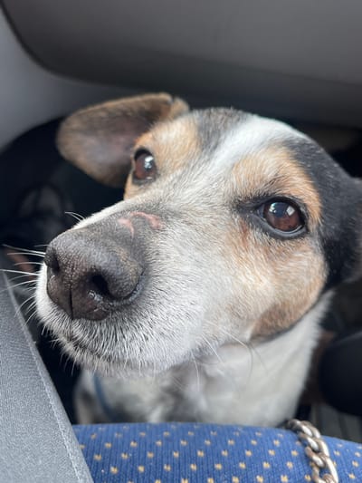 A close-up photograph captures a dog's face at an unusual angle. The dog has predominantly white and grey fur, with patches of brown and black around its head. The dog's nose is large and black. The fur around the muzzle is grey and bristly, with visible whiskers. The dog's eyes are brown. In the background, there are hints of a blue and gold patterned fabric, possibly clothing or upholstery, and a silver chain. The presence of the grey fabric suggests the dog is either on a seat or near some other kind of soft surface. The location is not discernible from the image. The city of Nikopol, Bulgaria cannot be identified.