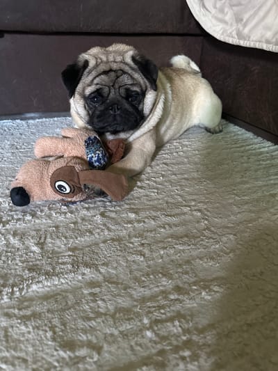 A fawn-colored pug puppy lies on a shaggy, off-white rug. The pug has its body extended, with its head resting on a tan plush toy dog that is positioned to the left of the pug. The pug's eyes are open and directed forward. Behind the pug is a dark brown upholstered furniture piece. The lighting in the image is dim. The image was taken indoors. The location is not specified in the image or provided context, so it cannot be determined to be in Kildinstroy, Russia.