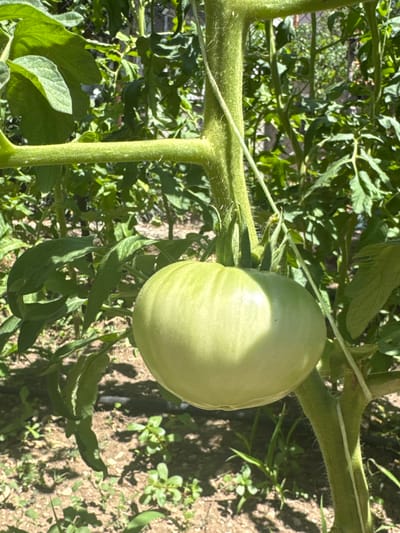 A close-up, eye-level shot captures a large, unripe green tomato hanging from its vine. The tomato is round and smooth, with subtle stripes radiating from its stem. The vine is thick, fuzzy, and green, with smaller leaves and tendrils extending from it. Sunlight casts shadows on the tomato and the surrounding foliage, indicating a bright, sunny day. The background consists of more green tomato plants and a dirt ground, suggesting a garden setting. The image appears to be taken outdoors. The location is Belashtitsa, Bulgaria.