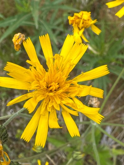 The image shows a close-up of a bright yellow flower with many thin petals. The flower is in focus, with the background appearing blurred and consisting of green foliage and other indistinct yellow flowers. There is no indication of any urban environment or the city of Mars, Russia.