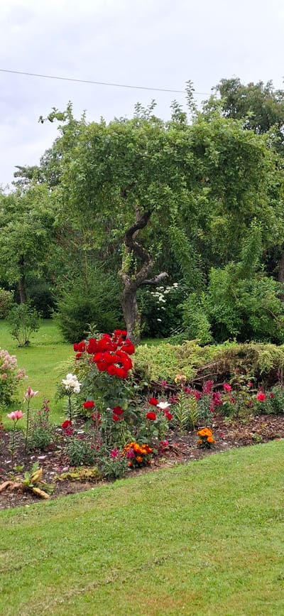 The image depicts a lush garden scene in Kuressaare, Estonia. In the foreground, a vibrant flowerbed displays a variety of colorful blooms, with prominent red roses taking center stage, complemented by smaller orange and white flowers. The flowerbed is mulched and bordered by a manicured green lawn that slopes gently upwards. In the midground, a twisted, dark-barked tree stands out against a backdrop of dense green foliage and smaller trees, suggesting a well-established garden or park. The overall impression is one of natural beauty and serene outdoor space.