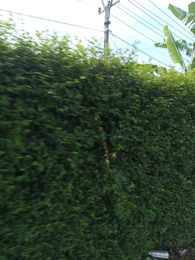 This image depicts an outdoor scene in Kandenuwara, Sri Lanka, captured from a moving perspective. The prominent feature is a dense, tall wall of dark green foliage, possibly a manicured hedge, occupying the majority of the left and central frame, exhibiting horizontal motion blur. Above the foliage, against a light blue sky with faint cloud cover, a wooden utility pole with multiple cross-arms and insulators supports several parallel utility lines stretching diagonally across the upper portion of the frame. In the upper right corner, large green leaves, consistent with a banana plant, are partially visible. The lower right edge shows a sliver of unpaved ground or dirt, on which a small, light-colored rectangular object is present. No individuals or specific actions are discernible.