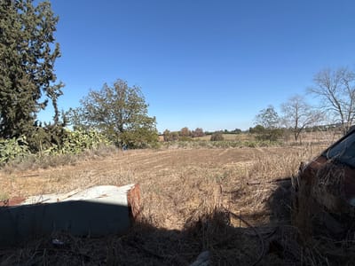 The image displays an outdoor rural landscape under a clear, bright blue sky in the Gderot Regional Council, Israel. The foreground features dry, yellowish-brown grass and weeds. In the lower left, a light gray, rectangular concrete block or trough exhibiting rust stains is visible, partially obscured by shadow. To the lower right, the rusted front section of an abandoned, faded reddish-brown vehicle (appears to be a car or truck) is present, with its windshield frame and hood partially visible and surrounded by tall dry grass.

To the left of the scene, tall, dark green coniferous trees stand beside a dense cluster of large prickly pear cacti. A tilled, light brown agricultural field occupies the midground. Further back, a mix of deciduous trees with green foliage and bare branches define the horizon, along with a distant treeline. A small blue object is discernible near the base of a green-leafed tree situated to the left of the field. No individuals, discernible actions, or interactions are present in the scene.