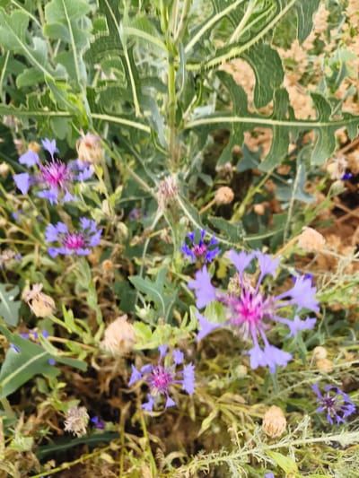 The image shows a close-up view of a patch of wildflowers, predominantly purple cornflowers with some pink centers. The flowers are growing in a field with green, jagged-edged leaves and dry, brown seed heads. The background is blurred, suggesting a shallow depth of field, and appears to be a natural, outdoor environment. There are no people or animals visible in the image. The scene depicts a natural setting with a focus on the floral elements. The location is stated to be in the city of Гвардейский, Kazakhstan.