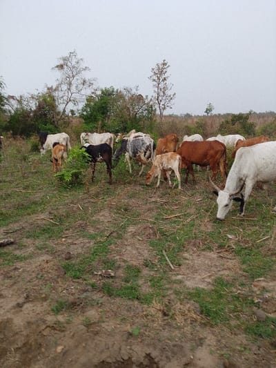 A herd of approximately 18 cattle and calves is observed grazing in an open field located in Igbo Ijaiye, Nigeria, under an overcast, light grey sky. The animals display a range of coat colors, including white, various shades of brown and reddish-brown, black, and speckled grey-and-white patterns. Most cattle have their heads lowered, actively consuming the sparse green grass and small shrubs that punctuate the predominantly dry, dark earth. Scattered dry branches and organic debris are present on the ground. The immediate environment consists of uneven, mostly barren soil with intermittent patches of low green vegetation. The background features a line of scattered trees and denser brush, some with full green foliage and others appearing more skeletal. One prominent white cow with short horns and a dark muzzle is positioned in the lower right foreground, facing right and grazing. Several calves are distributed throughout the herd. No human presence is identifiable.