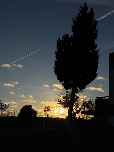 A silhouetted tree dominates the left side of the frame against a dusky sky with scattered clouds. A contrail cuts diagonally through the sky. To the right, a building and additional trees are silhouetted. The sun is setting, casting a warm glow through the trees. A patch of dark, obscured ground occupies the bottom right. The photo is oriented vertically.