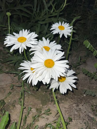 A low-angle, full shot captures a cluster of white daisies with yellow centers against a dark, blurred background of foliage and soil. The daisies are in various stages of bloom, with some fully open and others partially closed. The foreground shows the ground, which is composed of dry soil, scattered leaves, and small green plants. A single unopened bud on a stem is visible to the left, and a few small green leaves are scattered throughout the scene. The lighting suggests it is nighttime or very early morning, as there are no strong shadows and the overall illumination is dim. There are no people or any indication of human activity in the image. The location is a natural outdoor setting, likely a garden or wild area in Дачное, Kyrgyzstan, given the foliage and soil composition.