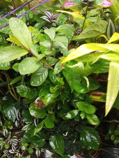 Lush greenery fills the frame, a vibrant tapestry of varied plants. Shiny, verdant leaves glisten, intermingled with striped foliage in shades of purple and white. Red stems add contrast to the predominantly green scene. Hints of yellow suggest other plant varieties within the dense arrangement. Water droplets cling to the surfaces, adding to the overall freshness and vitality.