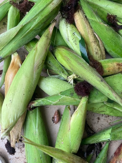 This media file depicts a pile of freshly harvested corn on a concrete surface. The corn cobs are still encased in their green husks, with some showing signs of drying and browning at the ends. Dark, stringy silk is visible on some of the cobs. The husks are a vibrant green, with some appearing wet and glistening, suggesting they may have been recently washed or are dewy. The concrete surface is speckled with dirt and debris, indicating an outdoor setting, likely a farm or market. A small, brown snail is visible on the surface among the corn. The lighting suggests it could be daytime, but the specific time of day and weather conditions are not clearly discernible. There is no visible text in the image. The scene evokes a sense of rural harvest and abundance. The context of Aiyegunle, Nigeria, suggests this is likely a common sight during corn harvest season in that region.
