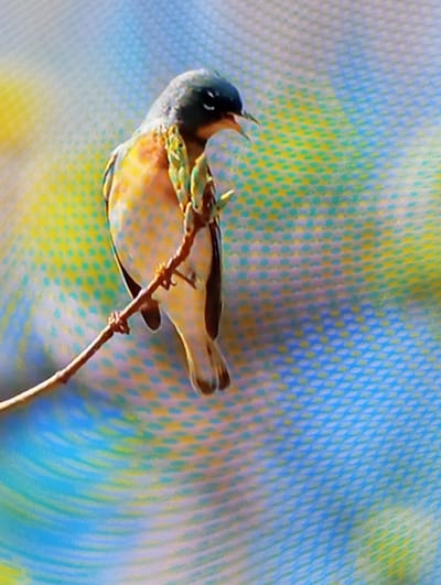 This media file displays a close-up, angled shot of a small bird perched on a thin branch. The bird is predominantly white and yellow, with hints of green on its neck and wings, and a dark cap on its head. Its beak is open, suggesting it might be vocalizing or feeding. The bird is positioned horizontally across the frame, with its head to the left.
The background is out of focus and appears to be an abstract pattern of blues, greens, and yellows, possibly a colorful, textured surface or a heavily blurred natural scene. The lighting is soft, and there are no discernible shadows, indicating a possibly overcast day or artificial lighting.
The image has a pixelated quality, suggesting it might be a screenshot from a video or a low-resolution photograph. No people, text, or specific location cues beyond the general setting of a bird on a branch are visible. The overall mood is serene, focusing on the delicate posture of the bird.
