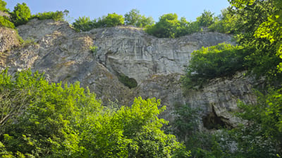 This media file depicts a dramatic, upward-angled view of a sheer rock face overgrown with lush green foliage. The rock is textured and layered, showing evidence of erosion and time, with several openings and crevices visible. The dominant colors are the varied grays and browns of the rock and the vibrant greens of the trees and bushes that cling to its surface and hang over its edge. A clear, bright blue sky is visible at the bottom of the image, suggesting a sunny day. The angle of the shot gives a sense of immensity and height, with the viewer looking up towards the top of the cliff and the canopy of leaves. There are no people or man-made objects visible, emphasizing the natural and wild character of the scene. The lighting suggests it is daytime, likely late morning or afternoon, due to the brightness and the way the sun highlights the leaves. The overall mood is one of natural beauty and a sense of undisturbed wilderness. The image appears to be taken in a mountainous or canyon-like area.