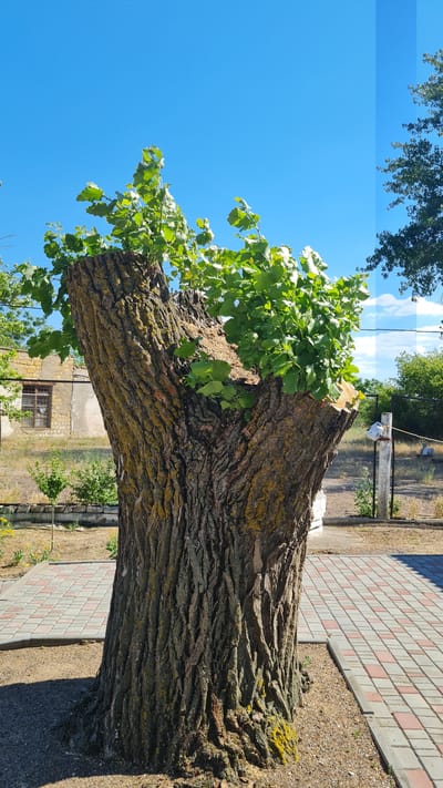 The image shows a large, fallen tree trunk lying horizontally across the frame. New green leaves are growing from the top of the trunk, indicating regrowth. The bark of the trunk is rough and textured, with patches of yellow-green moss. To the right of the trunk, a paved walkway made of reddish-pink and grey rectangular bricks is visible, bordered by gravel. In the background, a wire fence and a weathered building with a barred window can be seen. Lush green trees and vegetation are scattered throughout the scene. The sky is a clear, bright blue with a few wispy clouds. A wooden post with a white object, possibly a bird feeder or a sensor, attached to it stands behind the fence. The lighting suggests it is daytime, likely sunny. The scene appears to be an outdoor setting, possibly a yard or a public space in Bilhorod-Dnistrovskyi, Ukraine. No people are visible, and no text is present in the image.