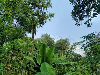 The image depicts a dense tropical forest in Kecamatan Margaasih, Indonesia (latitude: -6.927, longitude: 107.535). The scene is dominated by a variety of trees, including banana plants, with lush green foliage. The leaves of the trees and plants obscure the background, suggesting the forest is quite thick. The sky above is a bright blue with a few white clouds. The image was taken from a ground-level perspective looking up towards the canopy. There is no human presence visible in the image.