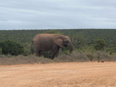 An African elephant stands in dense, low-lying vegetation adjacent to a reddish-brown dirt track under an overcast sky. The scene is located within Addo Elephant National Park, Sundays River Valley Local Municipality, South Africa. The elephant, oriented towards the right, exhibits grey-brown skin with visible wrinkles and large ears. Its head is angled downwards, suggesting it is browsing or feeding. The foreground features the unpaved dirt track, with several dark, lumpy masses consistent with elephant dung visible on its right edge. Beyond the elephant, a continuous expanse of dense green bushland extends to the horizon, meeting a uniformly cloudy, light grey sky. No other individuals or man-made structures are visible.