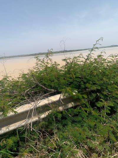 A wide shot captures a tranquil scene overlooking a large body of muddy water in Buga da Gindi, Nigeria. The sky above is a pale, hazy blue with a few wispy clouds. In the foreground, lush green foliage and dry, thorny branches create a dense, natural barrier. A light-colored guardrail, possibly made of concrete, runs horizontally across the lower portion of the image, partially obscured by the vegetation. The water is a light brown or tan color, reflecting the overcast sky. On the distant shore, a faint line of trees and buildings suggests a settlement. The overall impression is one of natural beauty and serenity, with the guardrail hinting at human presence and infrastructure.