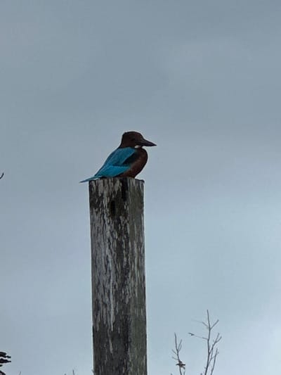 An image captured in Beit Yitshak Sha'ar Hefer, Israel, depicts a solitary White-throated Kingfisher (Halcyon smyrnensis) perched atop a weathered, vertical wooden post. The bird exhibits dark brown plumage on its head and underparts, a distinctive white patch on its throat and breast, and prominent bright blue on its back and wings. Its head is oriented towards the right of the frame, with its dark, stout beak visible. The background consists of a uniform, overcast light gray sky. In the lower right foreground, a few bare, slender tree branches are partially visible, extending upwards. The scene is devoid of human presence or interaction.