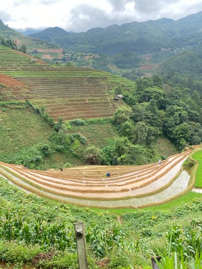 This detailed image depicts the agricultural landscape of Dế Xu Phình, Vietnam, characterized by extensive terraced fields under an overcast sky. The scene is dominated by undulating mountain ranges covered in dense green foliage and numerous rice terraces carved into the slopes.

In the upper and mid-ground, numerous dry terraces with visible brown soil and emerging green crops ascend the mountainsides. A small wooden shack with a grey roof is visible on a terrace in the mid-left section. Further in the distance, additional mountains are visible, with some patches of deforested land and scattered small white buildings indicating distant settlements.

In the foreground, a prominent section of rice paddies forms a crescent-like curve, filled with water that reflects the cloudy sky. These paddies are bordered by raised earth walls, exhibiting various shades of brown and light green where young plants may be present. Several individuals are actively engaged in the paddies:
*   In the lower-mid section, a person wearing a blue top and dark pants is working in a water-filled paddy.
*   To their right, another person in a light-colored (possibly white or light pink) outfit is also working in an adjacent water-filled paddy.
*   Further to the left in the water-filled terraces, a person in dark clothing is discernible, and another individual in a dark blue/green top is visible closer to the left edge of the frame. Their specific actions appear to be related to cultivation or planting.

The immediate foreground features a dense growth of green plants, including corn (maize) stalks, wildflowers with white and yellow blossoms, and various other broad-leafed vegetation. A weathered grey wooden post stands vertically in the lower-center-left, partially obscured by foliage. Lush green trees and vegetation fill the valleys and lower slopes between the terraced sections, particularly noticeable on the right side of the image, where a thick forest descends into a valley.