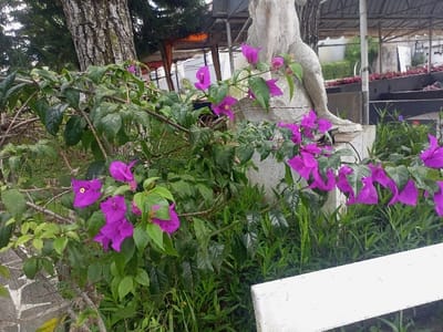 This image, taken in Cipanas, Indonesia, displays a vibrant outdoor scene dominated by a flowering bougainvillea plant. In the midground, numerous clusters of bright purplish-pink bracts, some featuring small yellow true flowers, and dark green leaves are prominent. To the immediate right of the bougainvillea, a weathered, light-colored stone or concrete statue, depicting the lower torso and legs of a human figure, stands on a plinth. Partially visible in the lower right foreground is a segment of a white, rectangular structure, likely a bench or railing. The background on the left features the rough, textured bark of a large tree trunk. To the right, beyond the statue, are various green plants and grasses. Further in the distance, partially obscured by foliage, are several utilitarian structures with metal framing and roofing, suggesting an outdoor facility. The overall lighting indicates an overcast or diffused daylight condition. No people are visible.