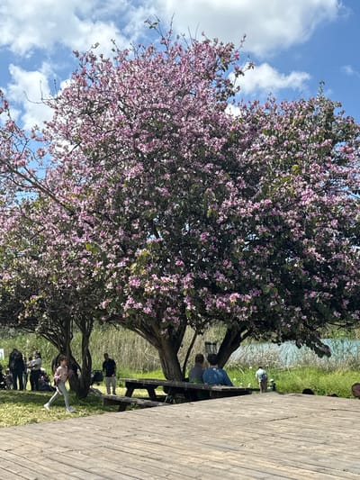 The image depicts a scene near a wooden boardwalk in Rosh Haayin, Israel. A large tree with vibrant pink blossoms dominates the left side of the frame, set against a partly cloudy blue sky. Adjacent to the tree, on the right, are people situated near and on a wooden boardwalk and picnic tables. Individuals can be seen sitting at the tables, while others appear to be walking or standing on the grass. The environment suggests a park or recreational area, possibly near a water body due to the distant green foliage indicating a waterside landscape. The image conveys a tranquil outdoor setting with elements of nature and human interaction.