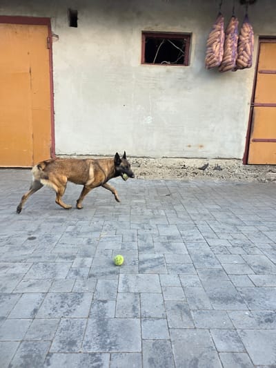 In Velykyi Zhytyn, Ukraine, a German Shepherd dog is captured in motion, carrying a ball in its mouth. The dog is walking from left to right across a paved courtyard. In the background, a weathered building with two large, orange doors is visible. Above the doors, three bags of corn are hung from the building's exterior. A small, broken window is present on the wall between the doors. The courtyard is paved with gray interlocking stones, and another ball lies on the ground in the foreground. The scene appears to be outdoors, possibly in a rural or semi-rural setting.