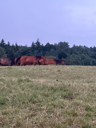 The image depicts a herd of brown horses grazing in a grassy field. The horses are positioned horizontally across the middle ground of the image, with their bodies facing towards the right. The field is covered in green grass with some dry, straw-like stalks mixed in. In the background, a dense line of dark green trees forms a treeline, obscuring the horizon. Above the treeline, a pale blue sky with subtle hints of clouds is visible. The lighting suggests it is daytime, possibly late afternoon or early evening, with a slightly overcast sky. The location is identified as Galinė, Lithuania.